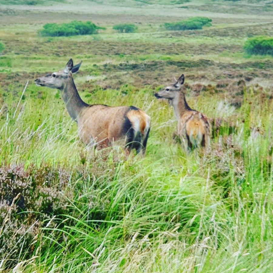 Deer Green Place Βίλα Kinloch Εξωτερικό φωτογραφία
